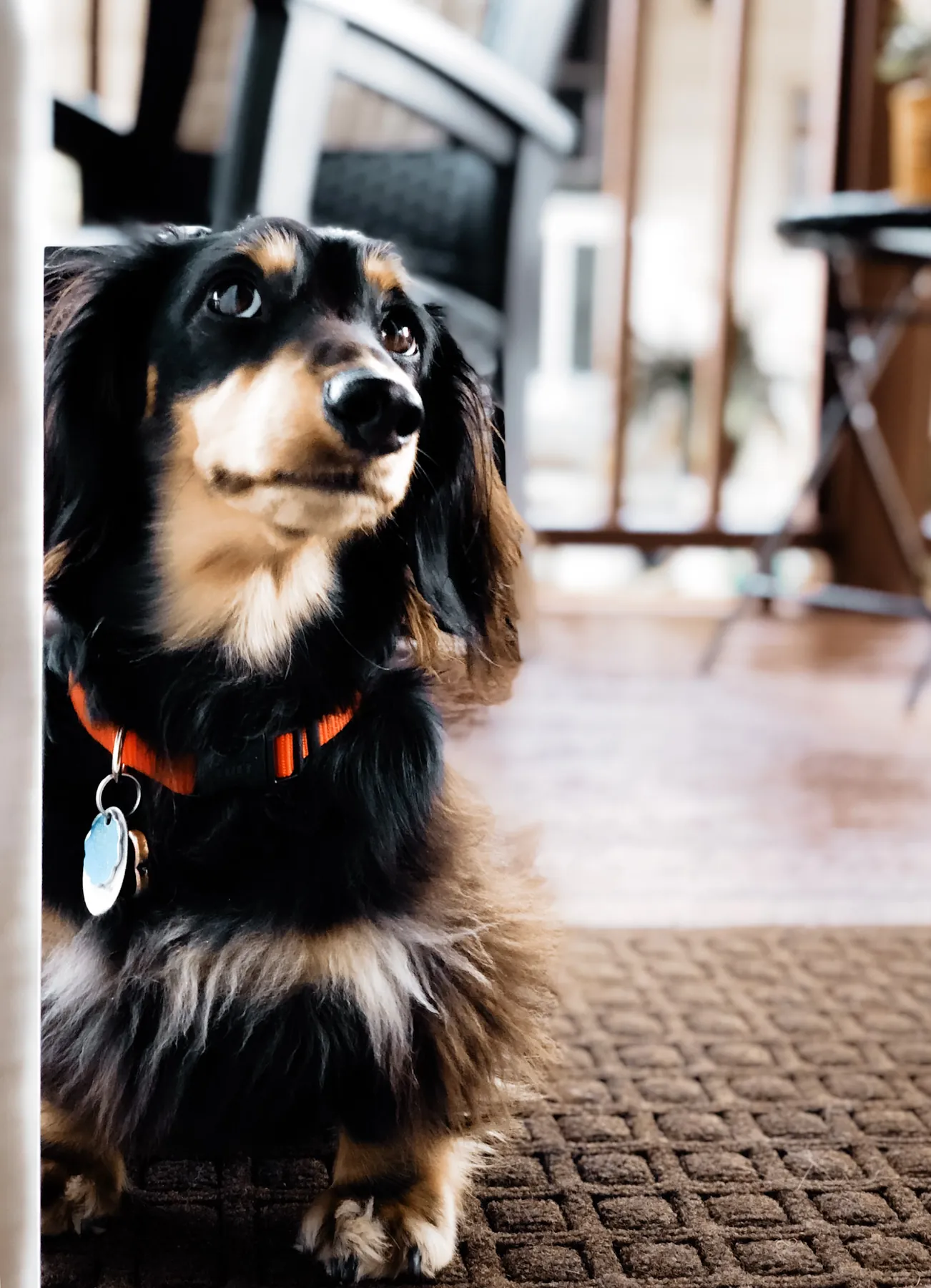 Pet portrait session Sioux Falls SD