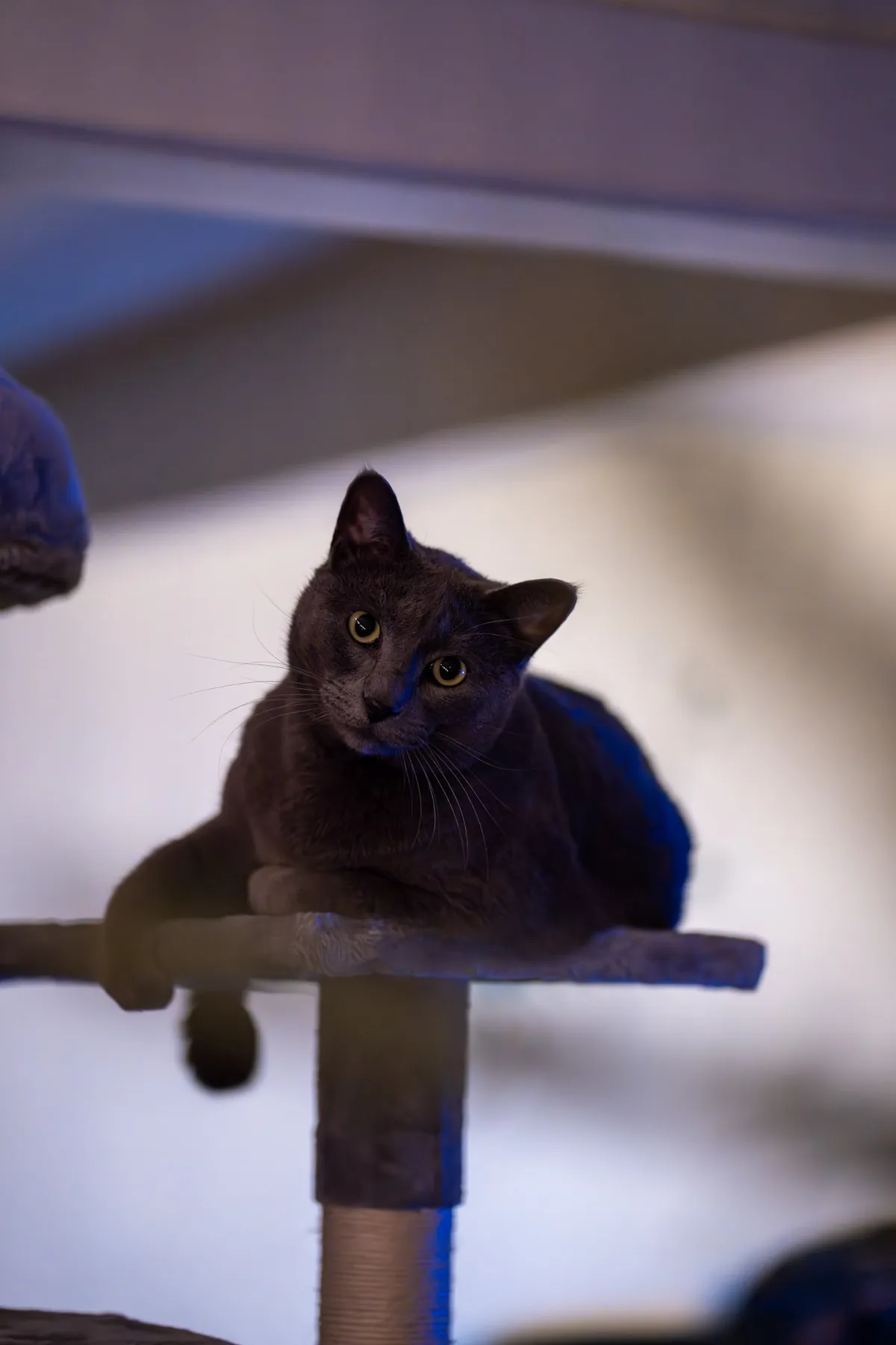 Russian blue cat perched on top of the cat tree