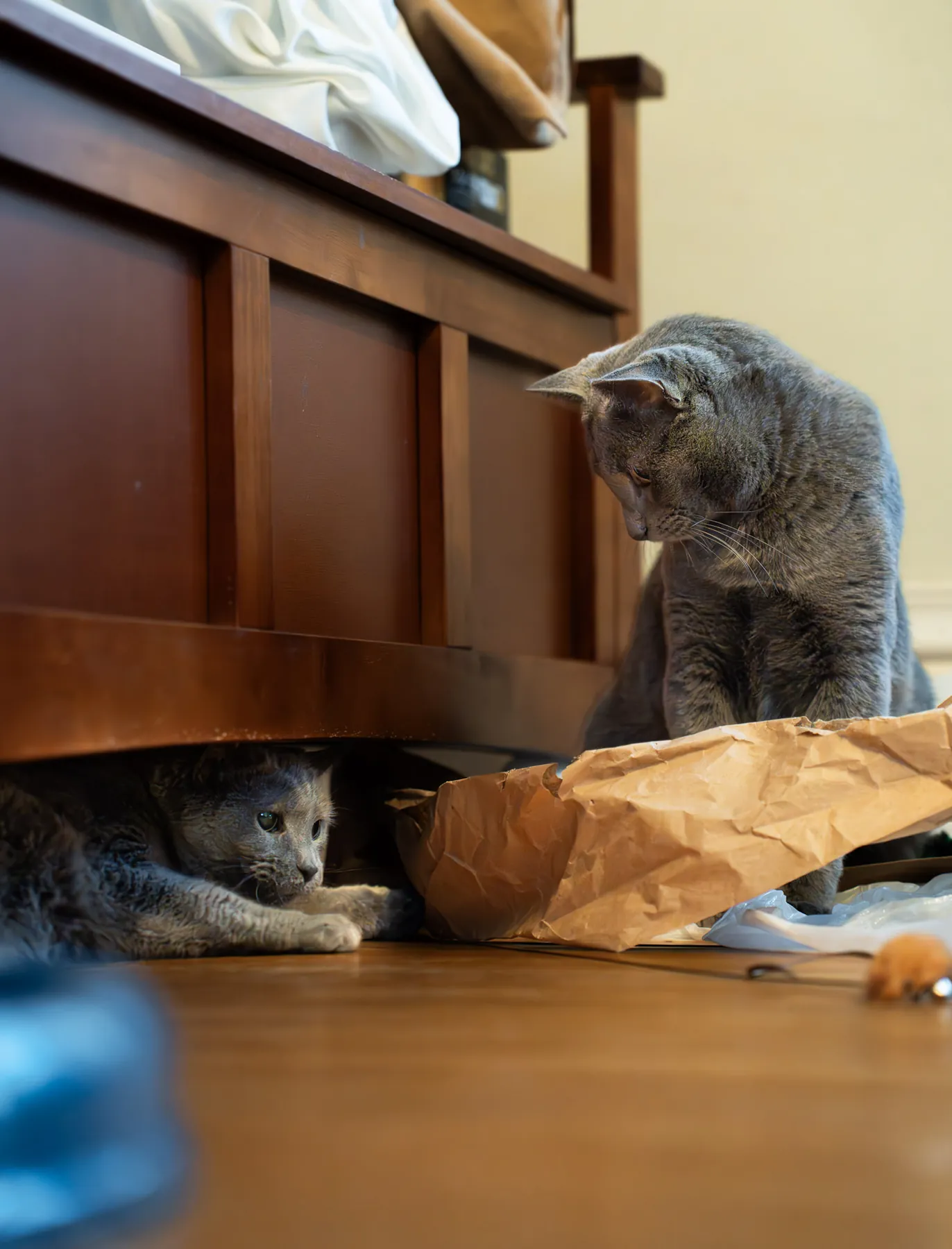 Cat peeking out from under the bed beside a paper bag