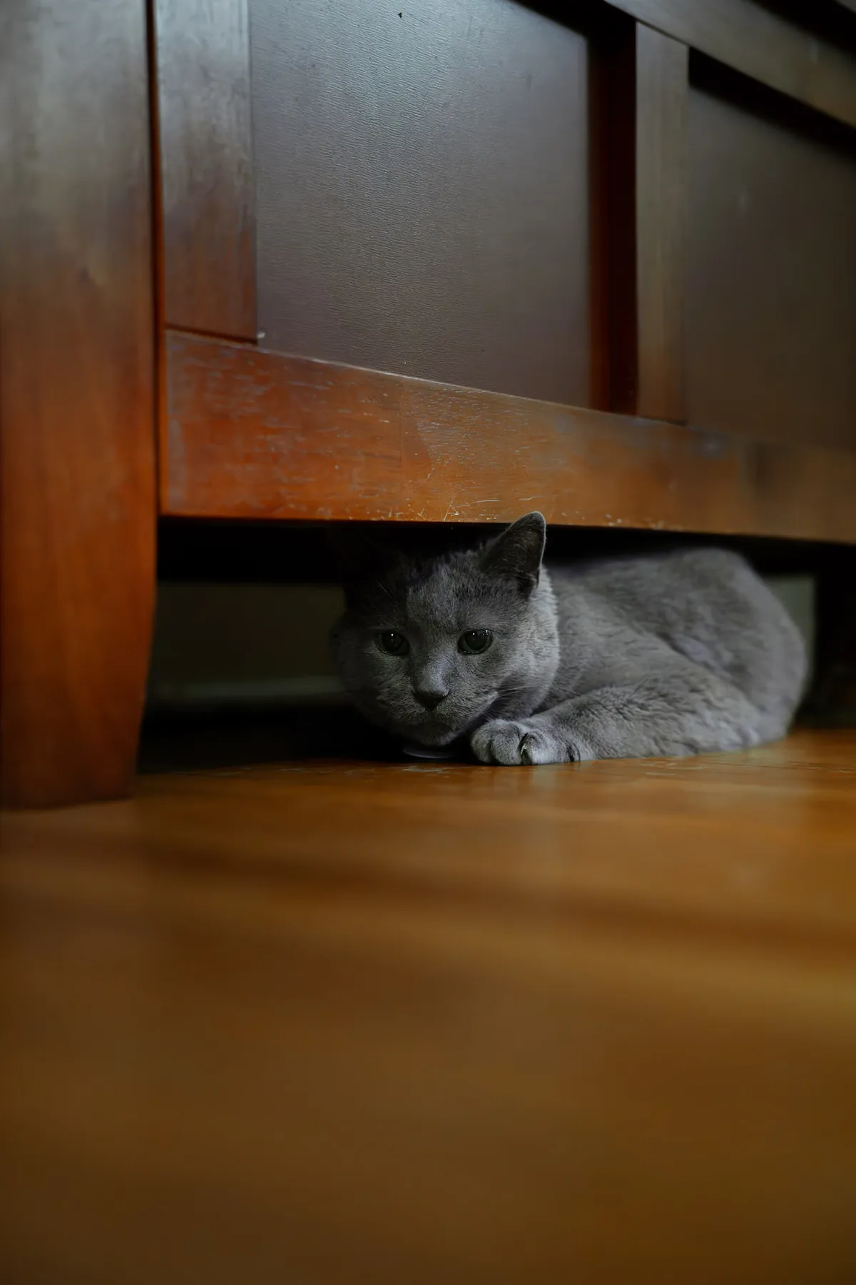 Cat loafing in the shadows under the furniture