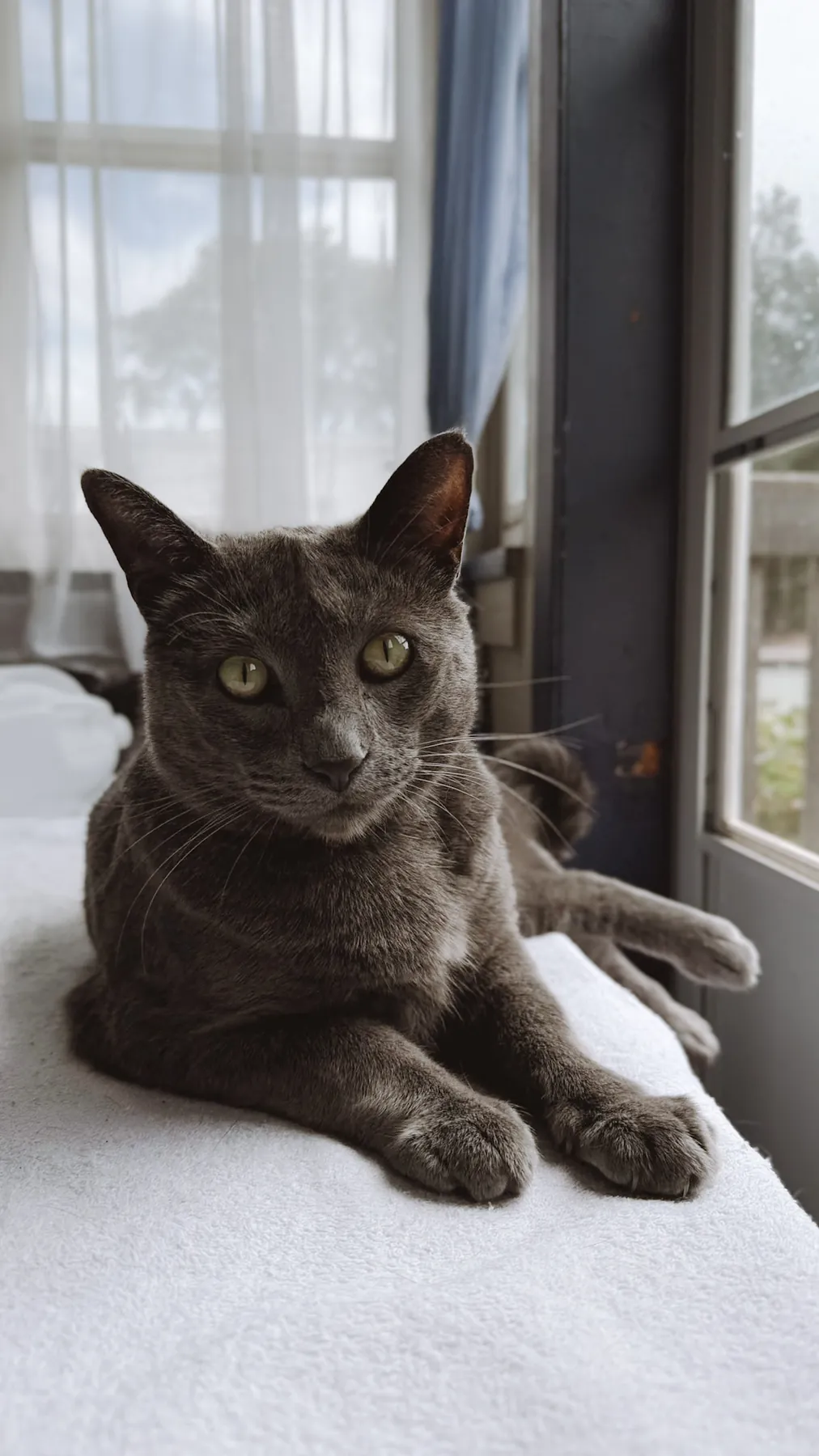 Gray cat lounging on a sunny window sill, pet photography